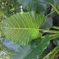 Alocasia macrorrhizos (L.) G.Don